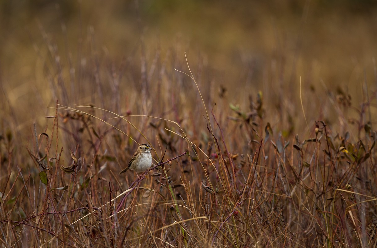 White-throated Sparrow - ML123560261