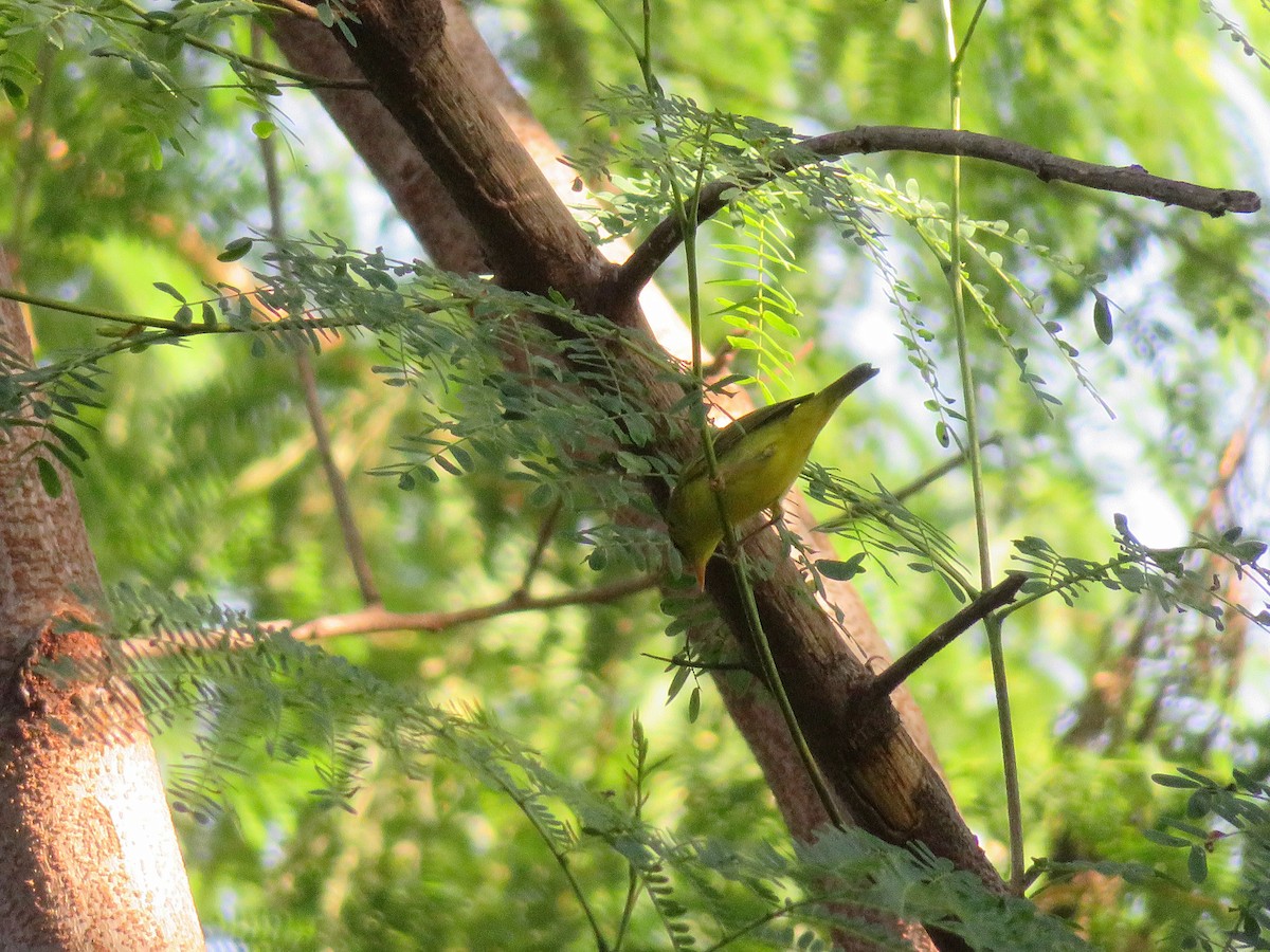 Sulphur-breasted Warbler - Kian Guan Tay