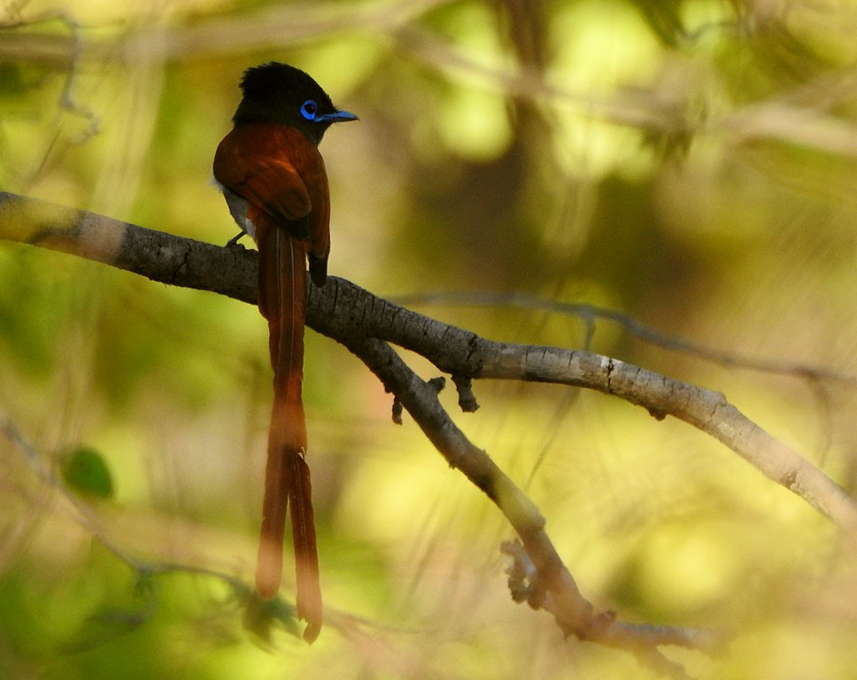 African Paradise-Flycatcher - Ad Konings