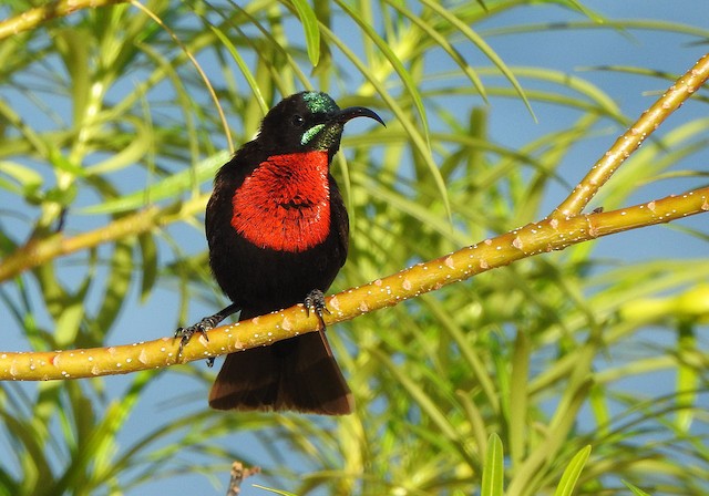 Scarlet-chested Sunbird - eBird