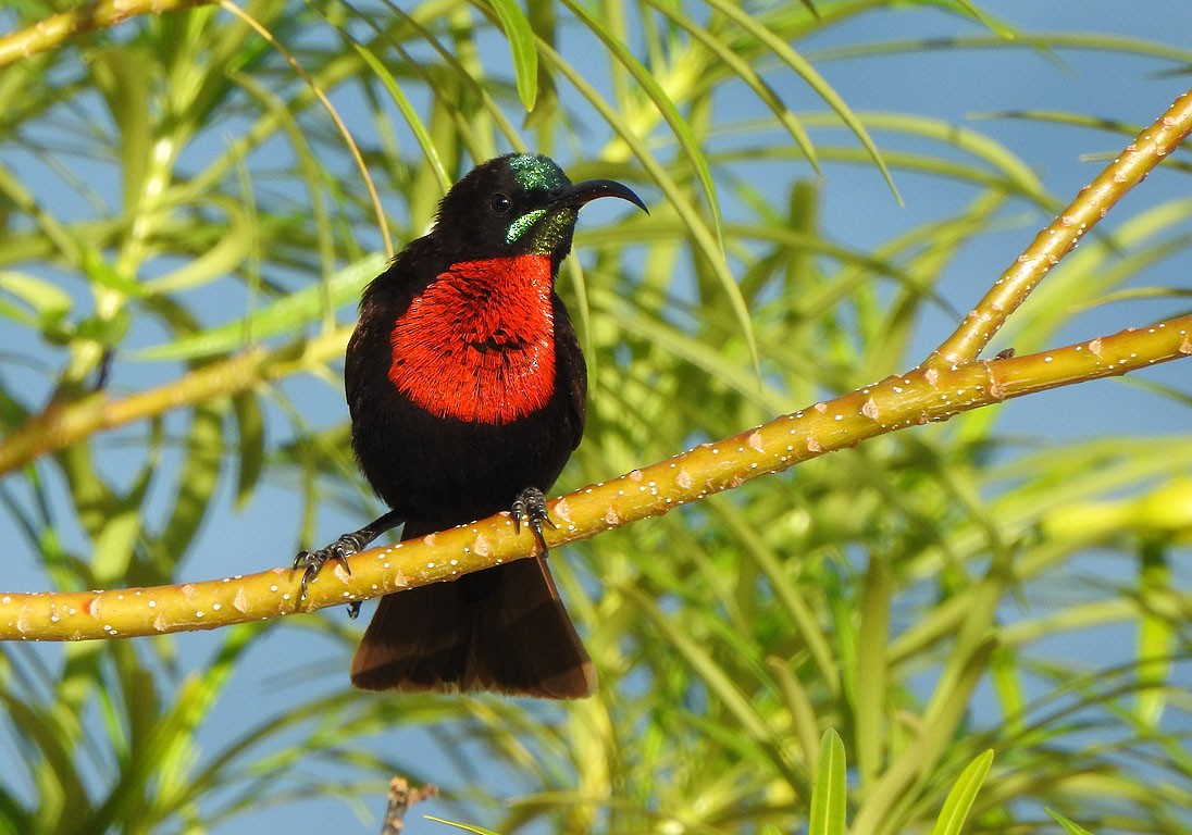 Scarlet-chested Sunbird - Ad Konings
