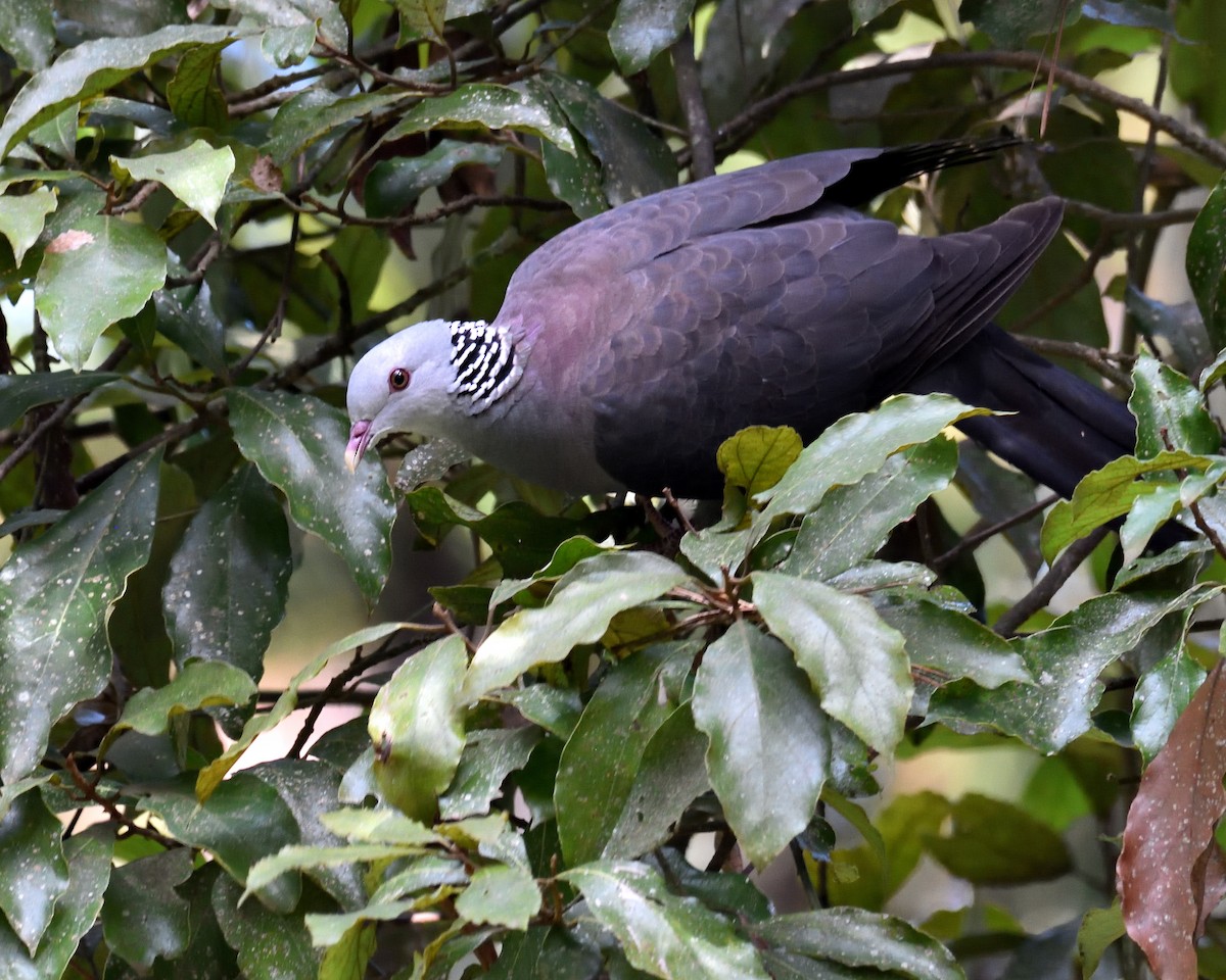 Nilgiri Wood-Pigeon - ML123571951