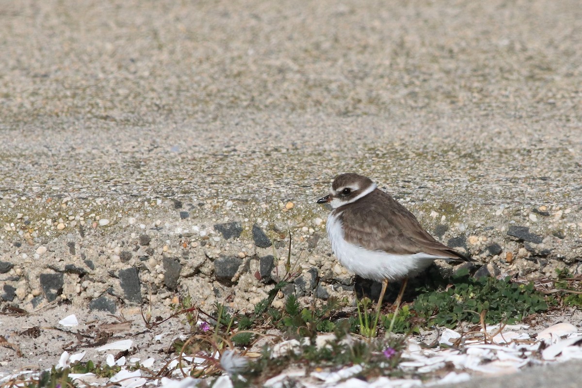 Semipalmated Plover - ML123577201