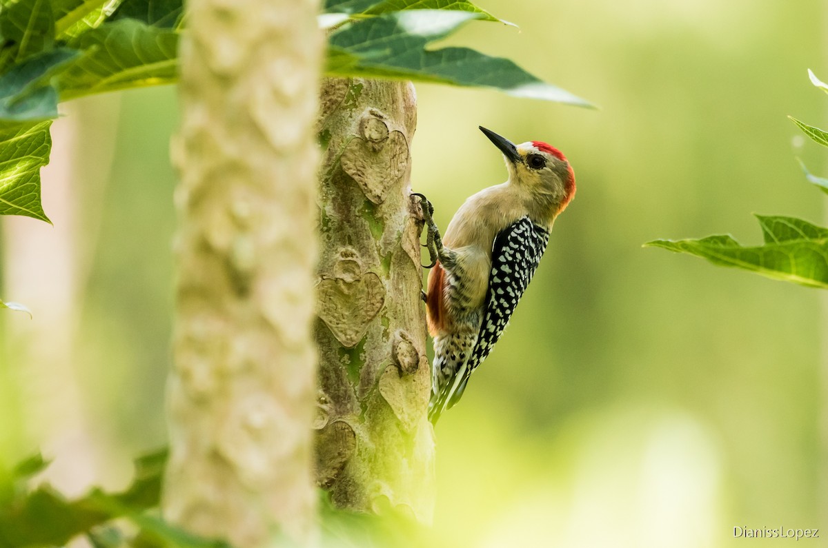 Red-crowned Woodpecker - ML123579131