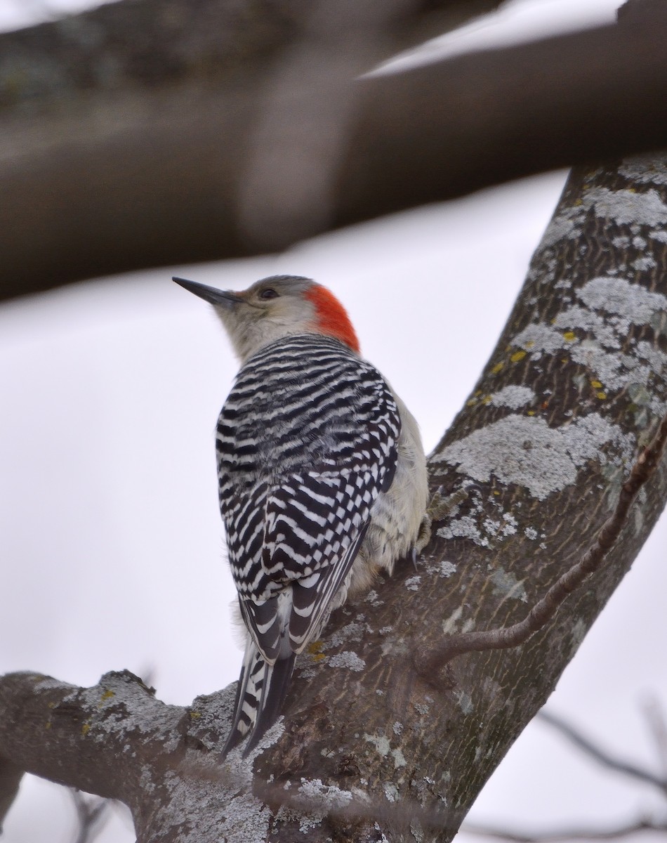Red-bellied Woodpecker - John Gordinier