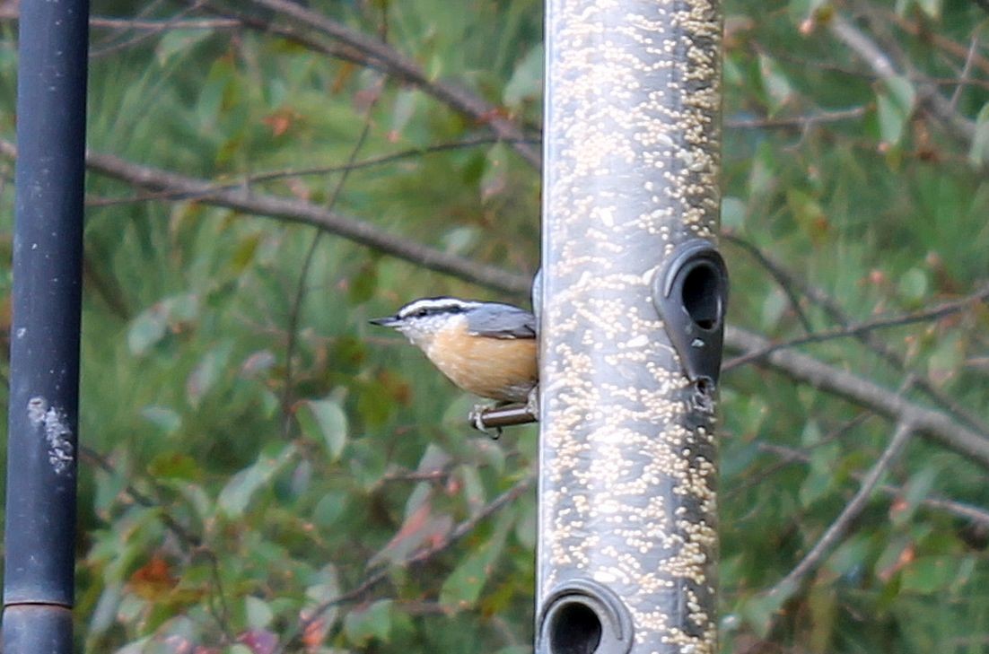 Red-breasted Nuthatch - Courtney Check