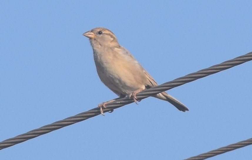 House Sparrow - Hareesha AS