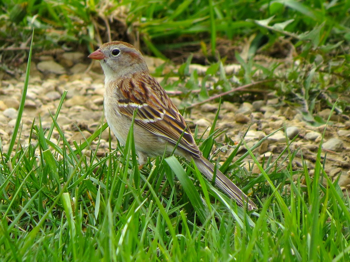 Field Sparrow - ML123586721