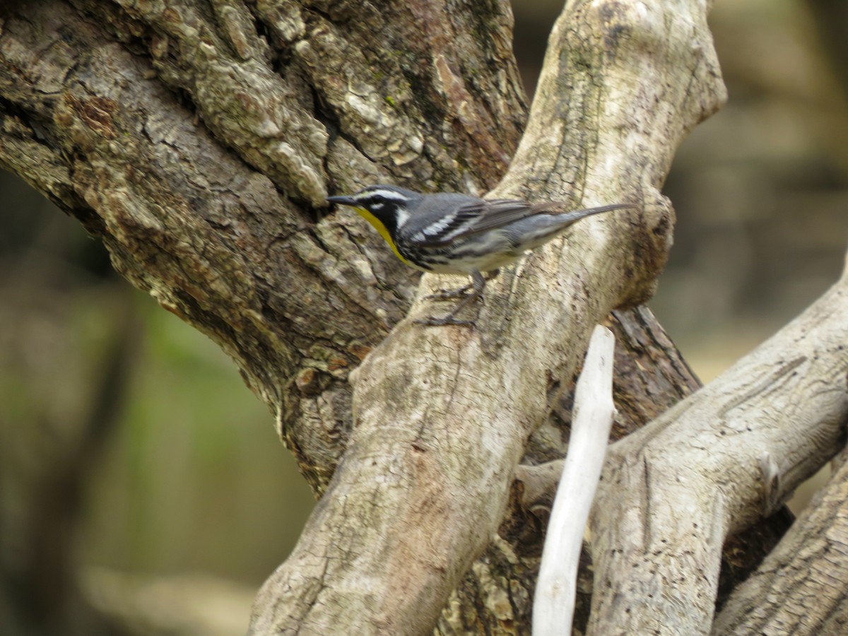Yellow-throated Warbler - ML123586881