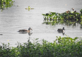 Cotton Pygmy-Goose, ML123590721