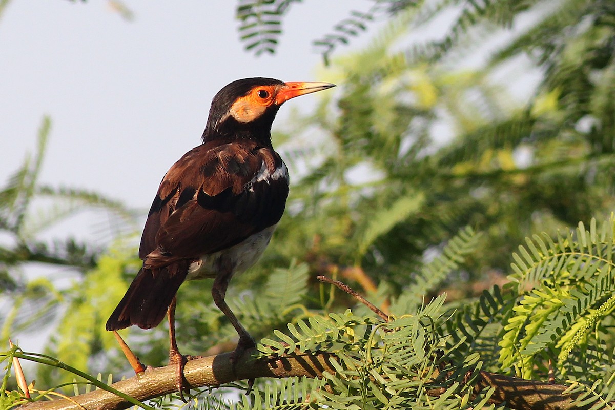Indian Pied Starling - ML123592981