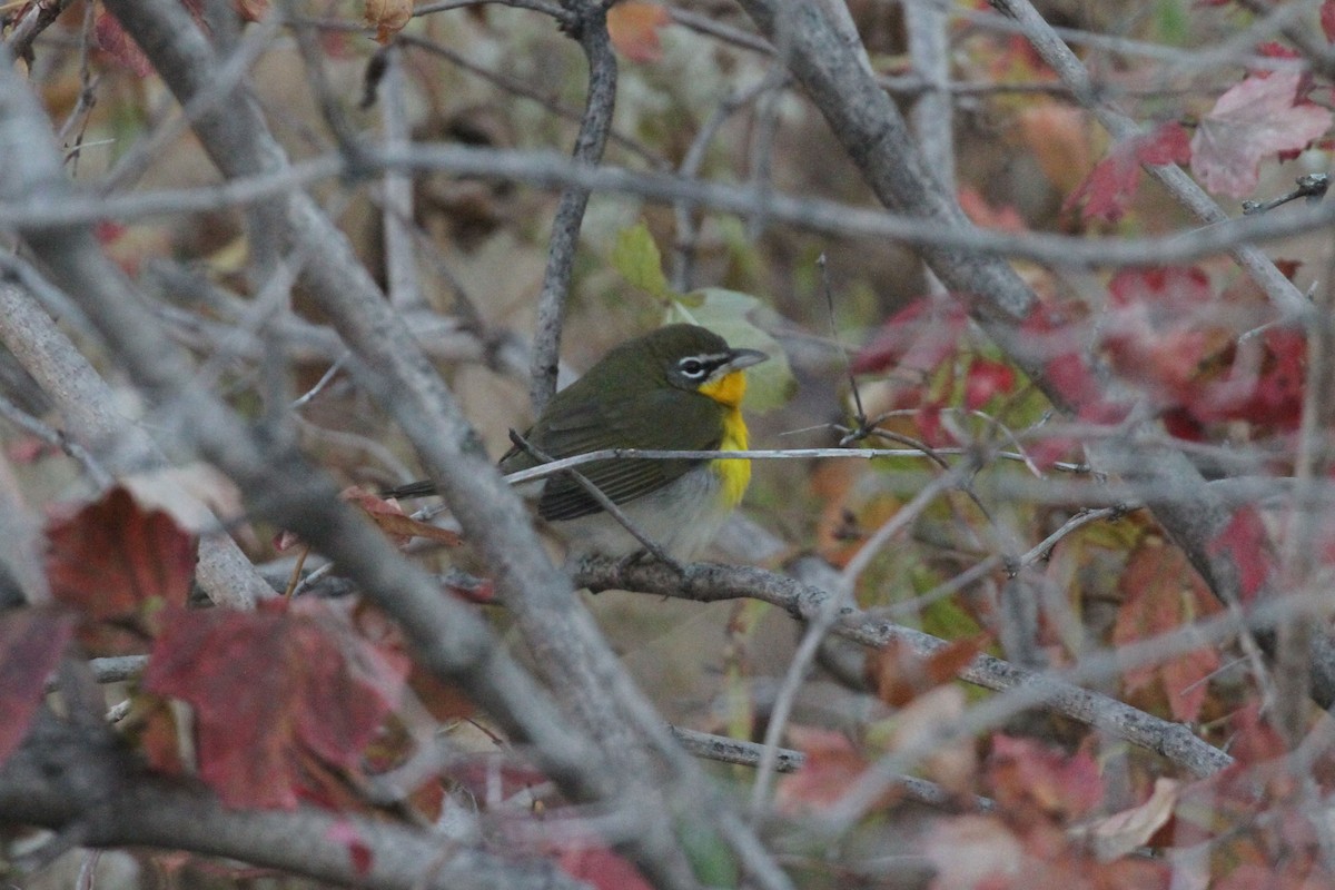 Yellow-breasted Chat - Geoffrey A. Williamson