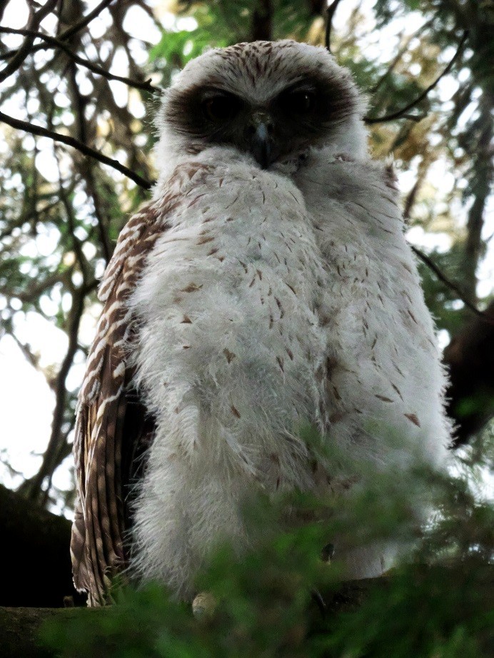 Powerful Owl - Alfons  Lawen