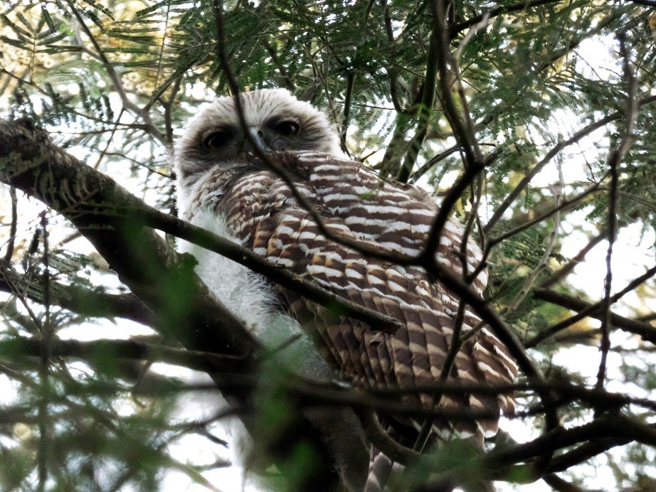 Powerful Owl - Alfons  Lawen
