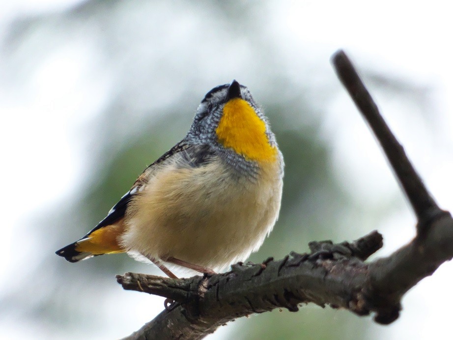 Spotted Pardalote - Alfons  Lawen