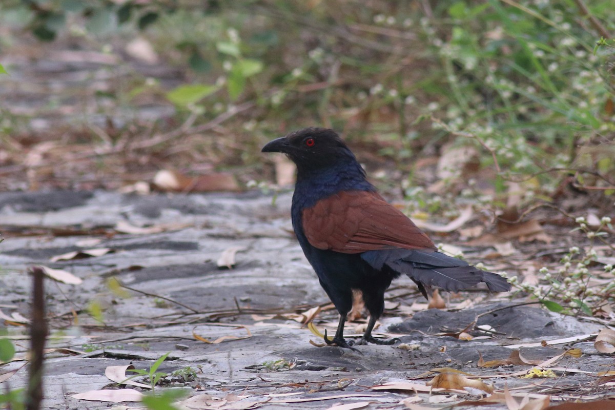 Greater Coucal - Chinmay Rahane