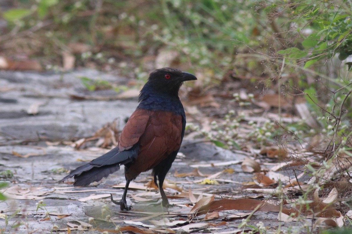 Greater Coucal - Chinmay Rahane