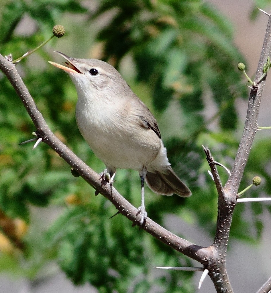 Booted Warbler - ML123601181
