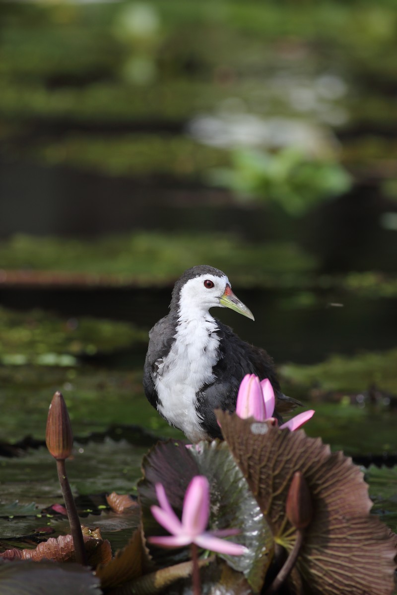 White-breasted Waterhen - Chinmay Rahane