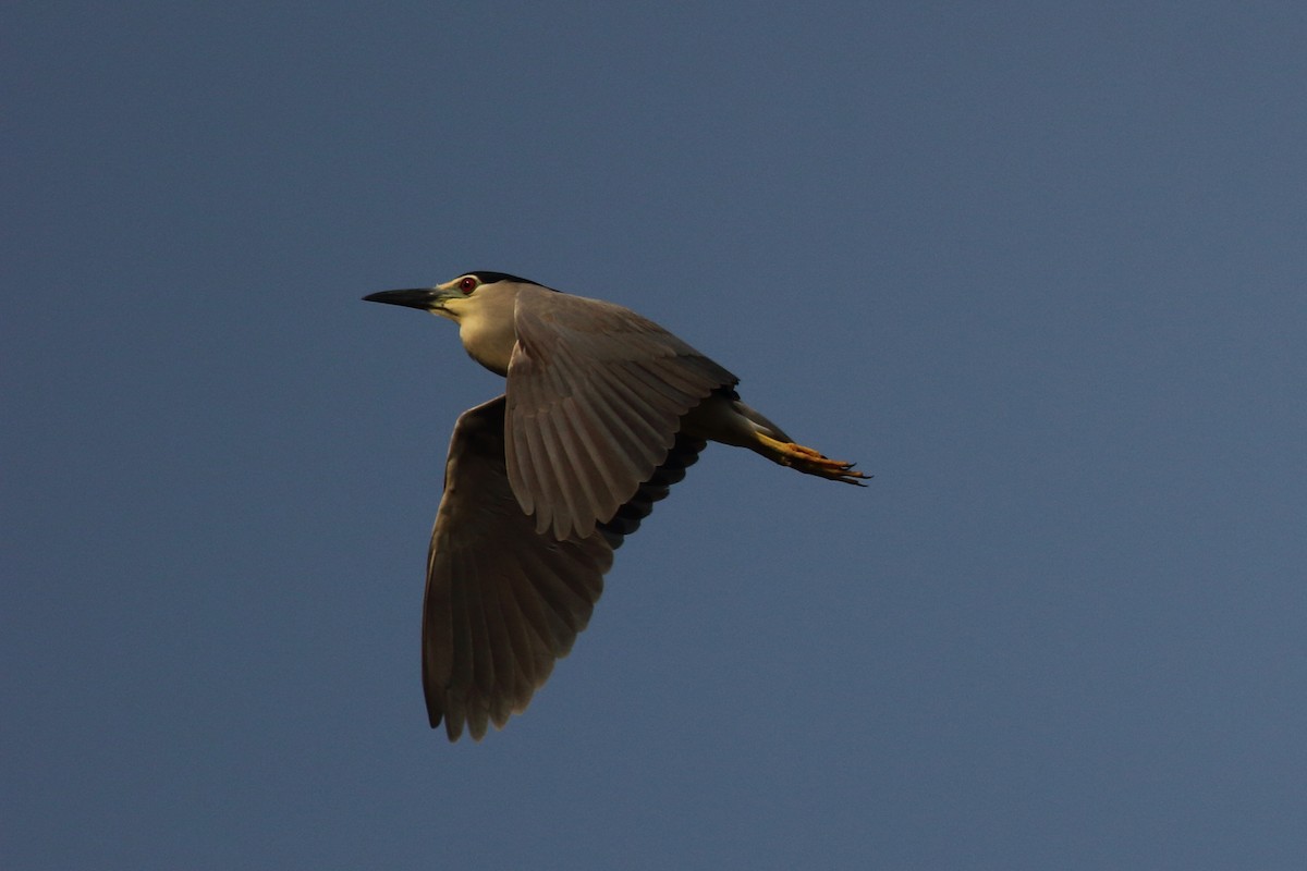 Black-crowned Night Heron - ML123601541