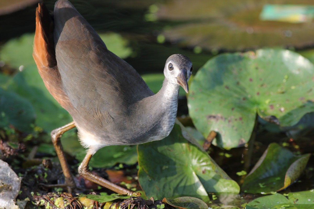 White-breasted Waterhen - Chinmay Rahane
