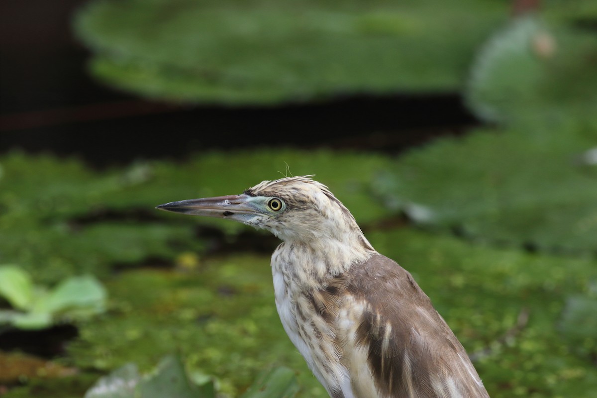Indian Pond-Heron - Chinmay Rahane