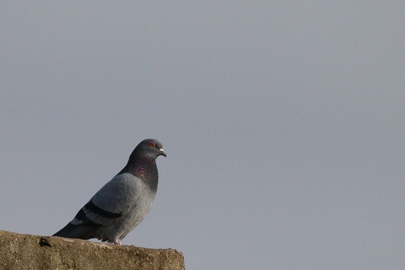 Rock Pigeon (Feral Pigeon) - ML123602441