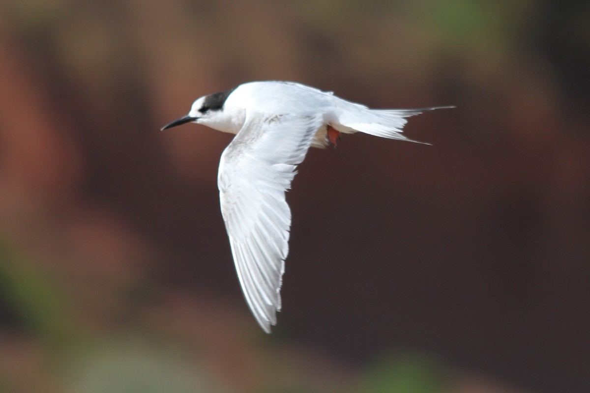 White-fronted Tern - ML123602531