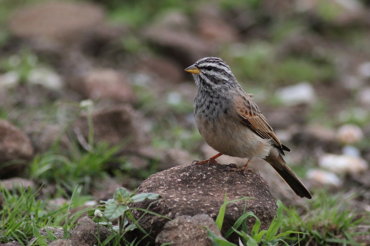 Striolated Bunting - ML123603691