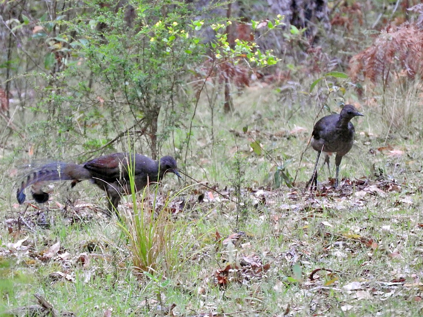 Superb Lyrebird - eBird