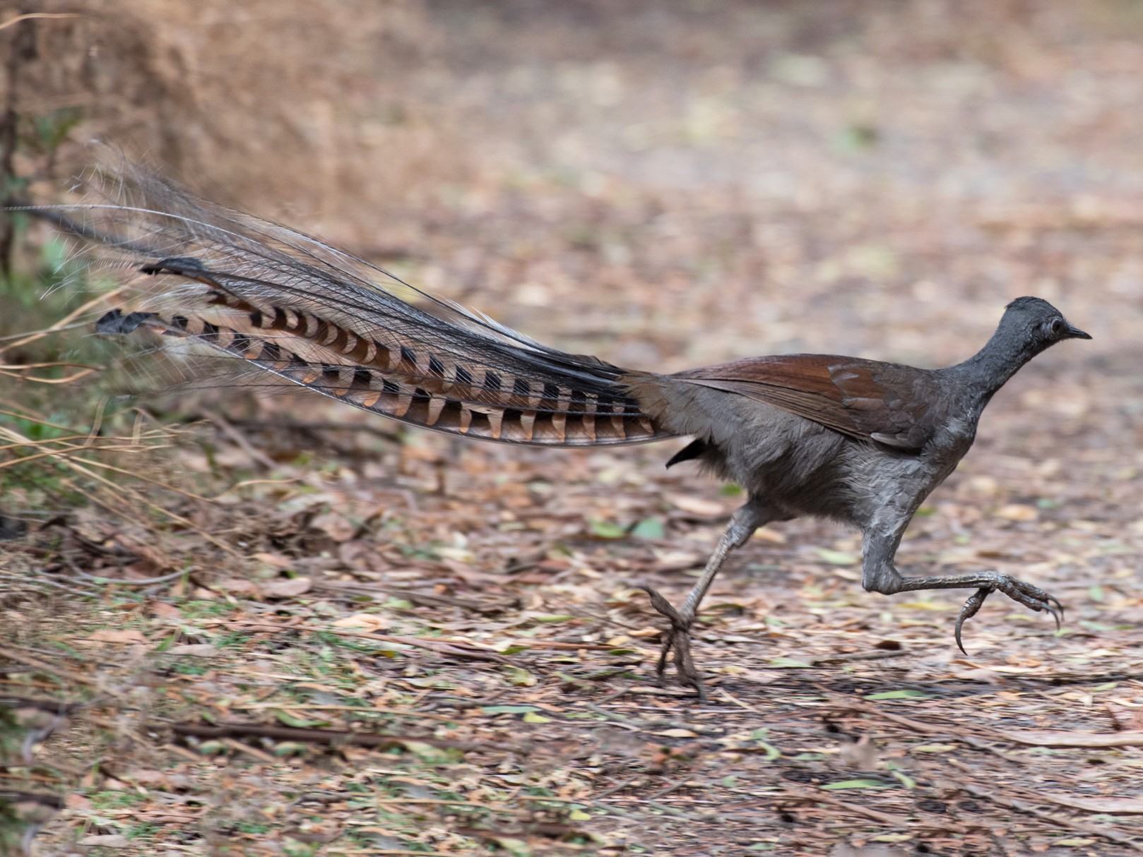 lyre bird