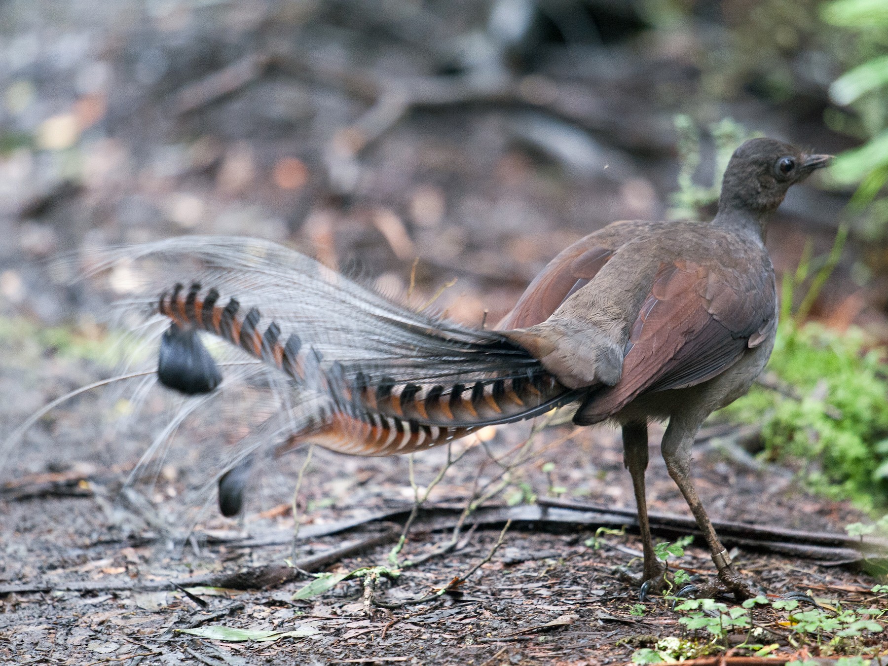 Superb Lyrebird - John Daniels