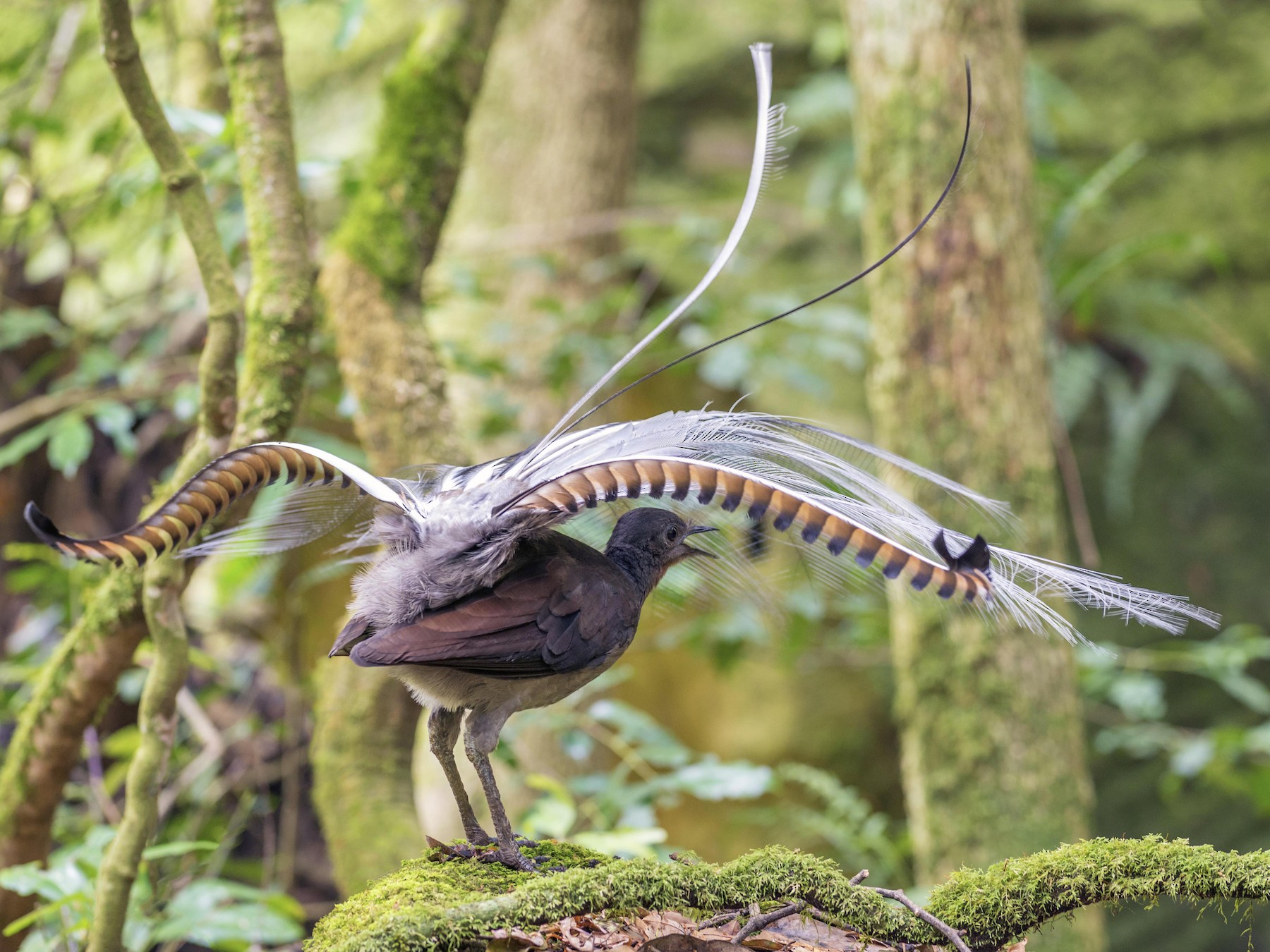 lyre bird