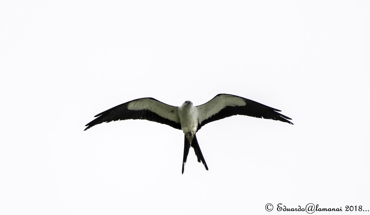 Swallow-tailed Kite - Jorge Eduardo Ruano