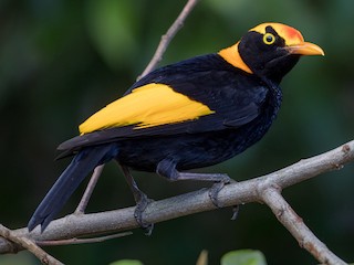  - Regent Bowerbird