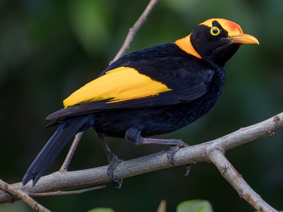 Regent Bowerbird - eBird