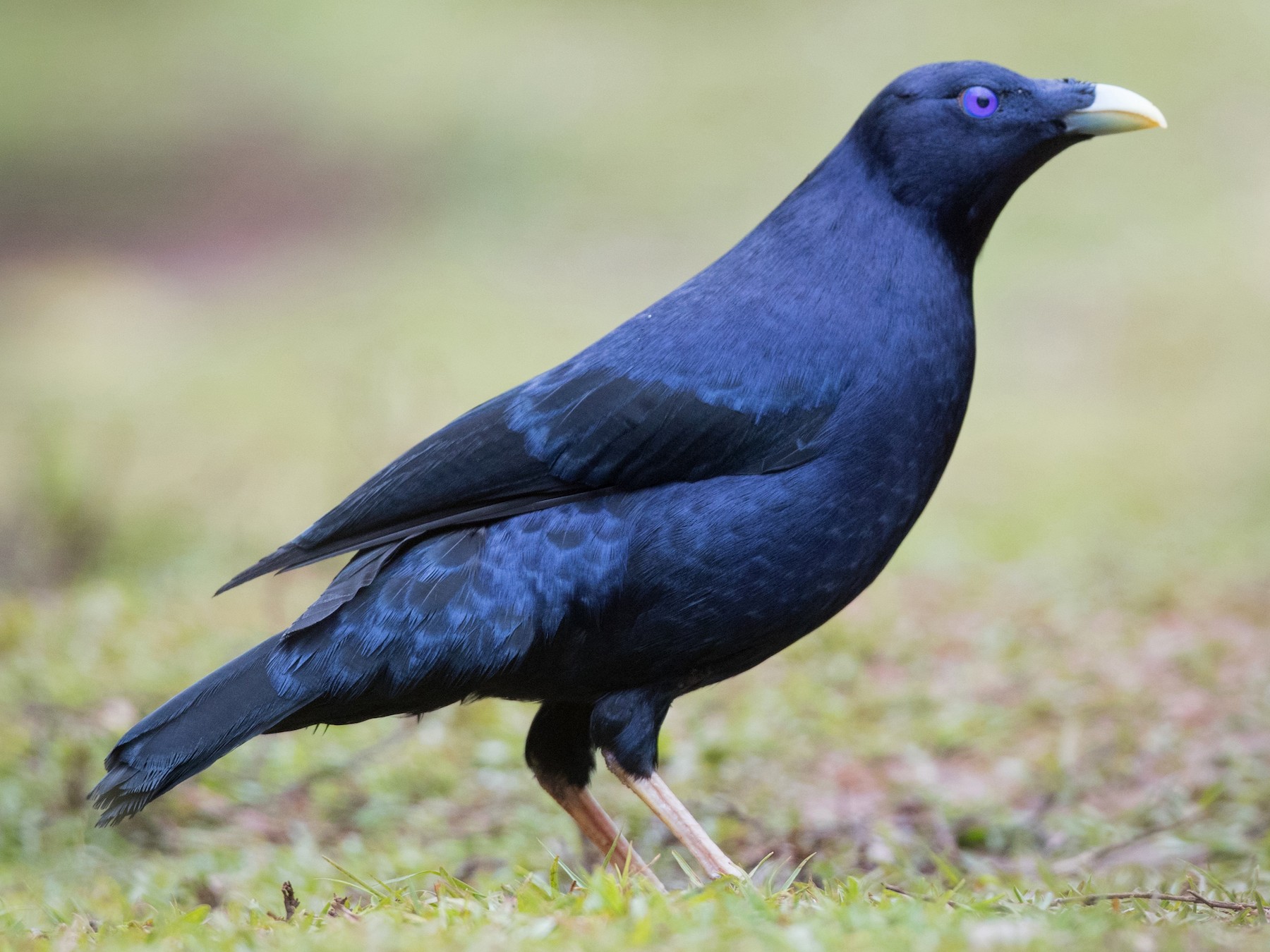 Satin Bowerbird - Ian Davies