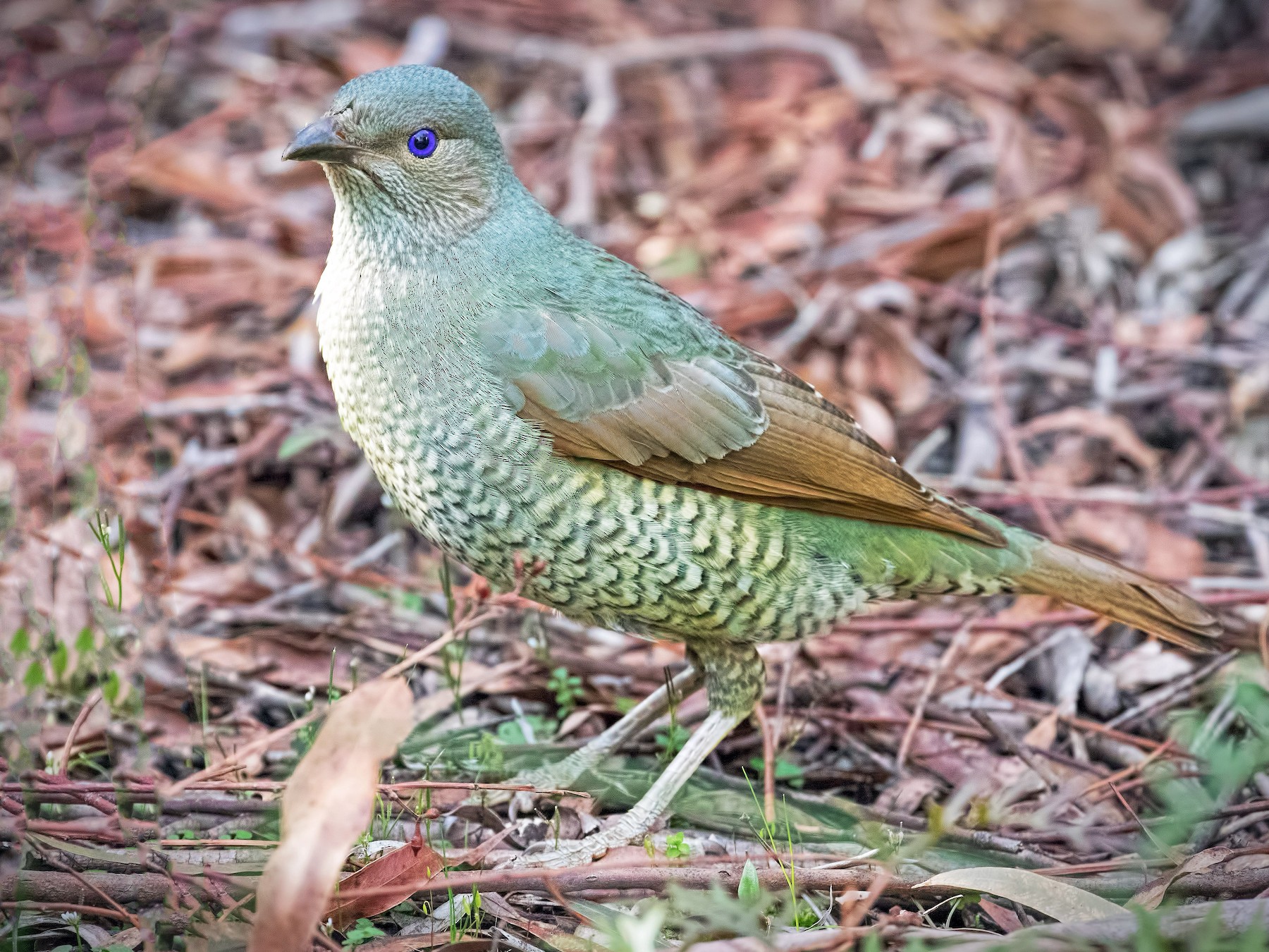 Satin Bowerbird - Julie Clark