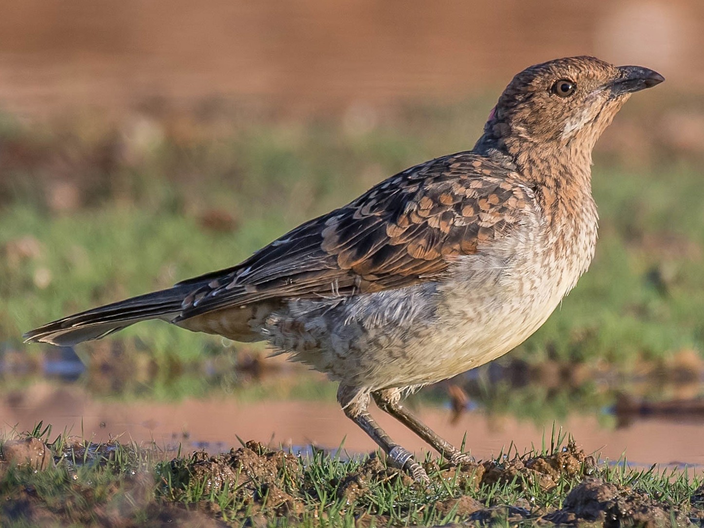 Spotted Bowerbird - Terence Alexander