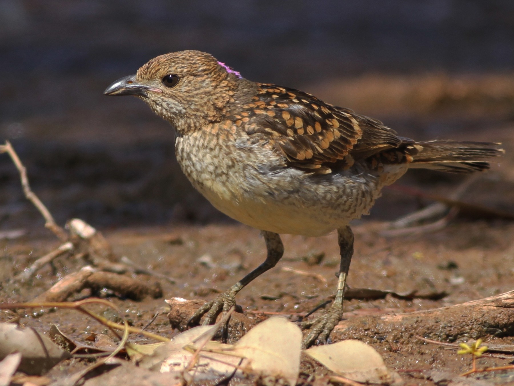 Spotted Bowerbird - Chris Wiley