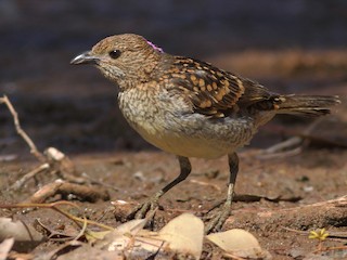 Spotted Bowerbird - eBird