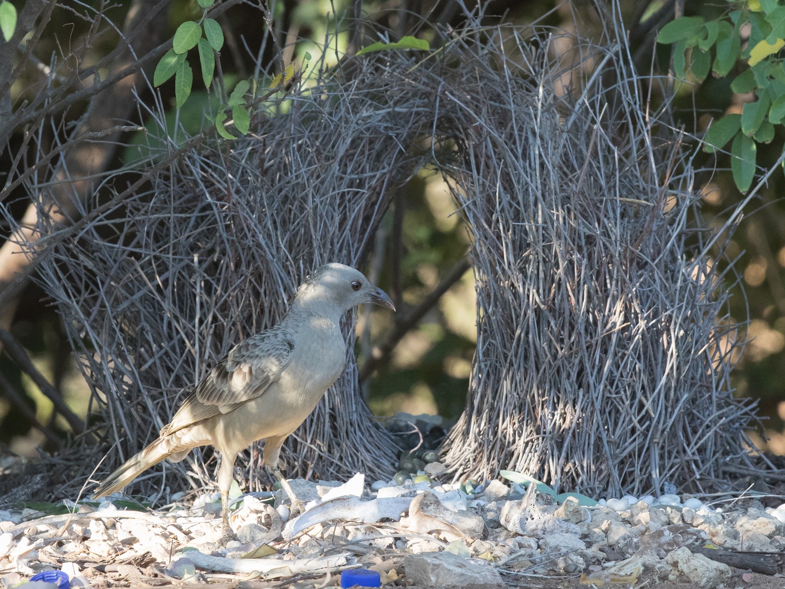 Great Bowerbird