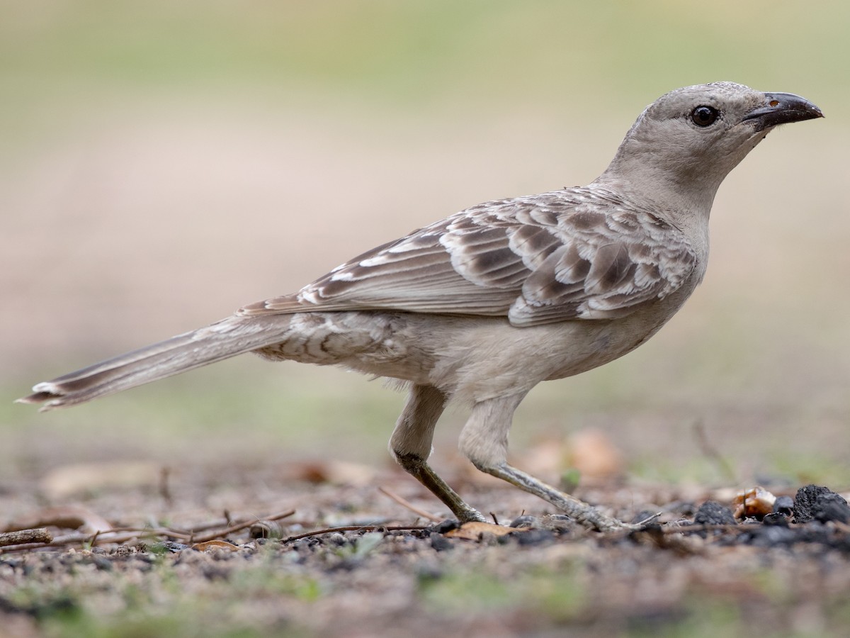Great Bowerbird Chlamydera Nuchalis Birds Of The World