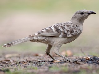  - Great Bowerbird