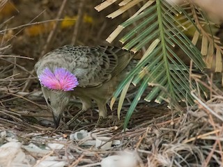 オオニワシドリ - eBird
