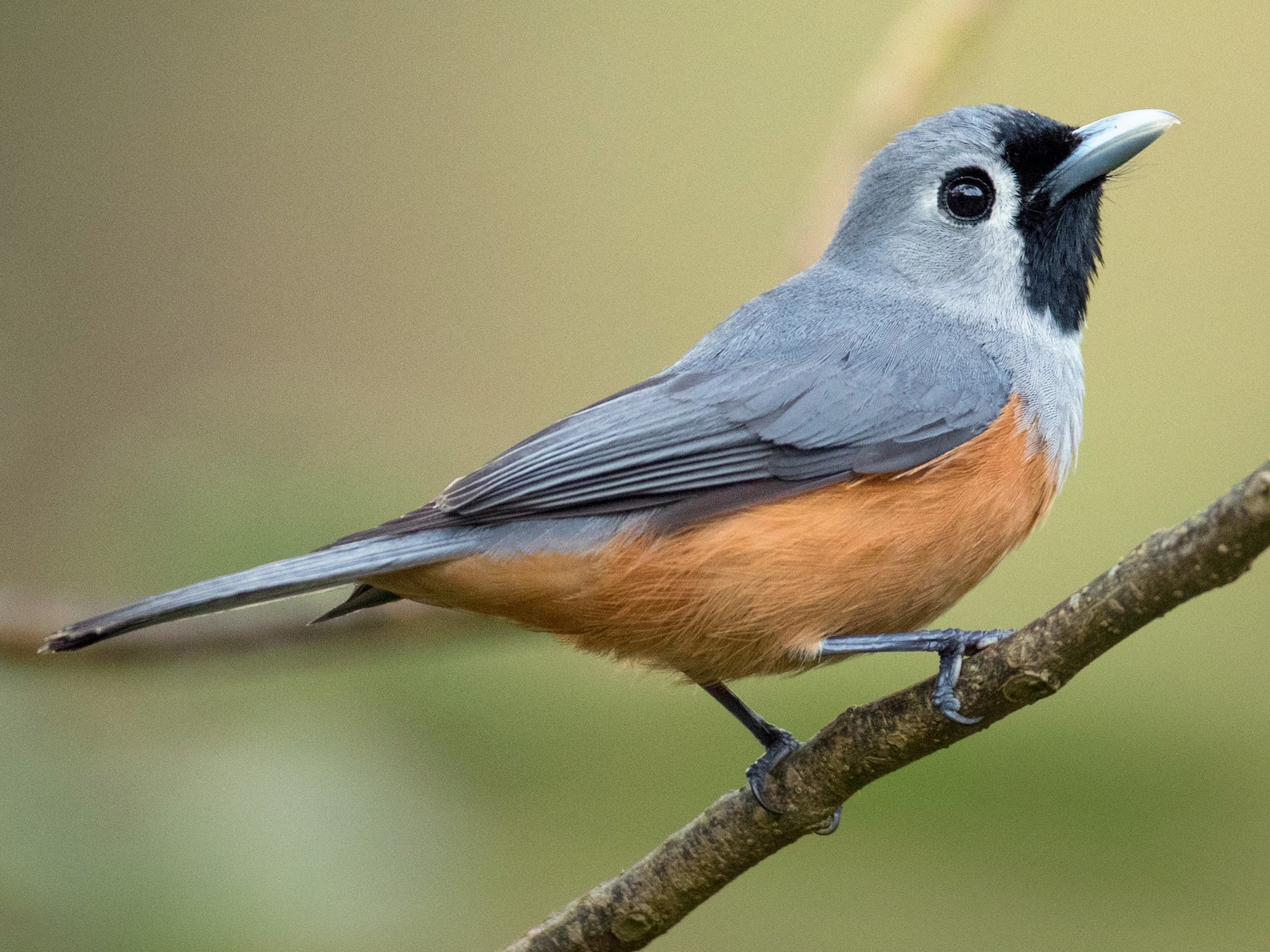 Black-faced Monarch - Ian Davies