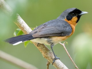 Spectacled Monarch - eBird