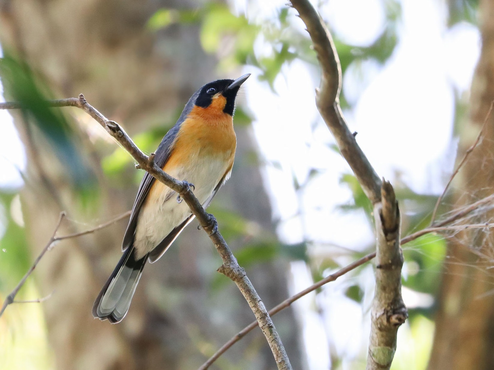 Spectacled Monarch - eBird