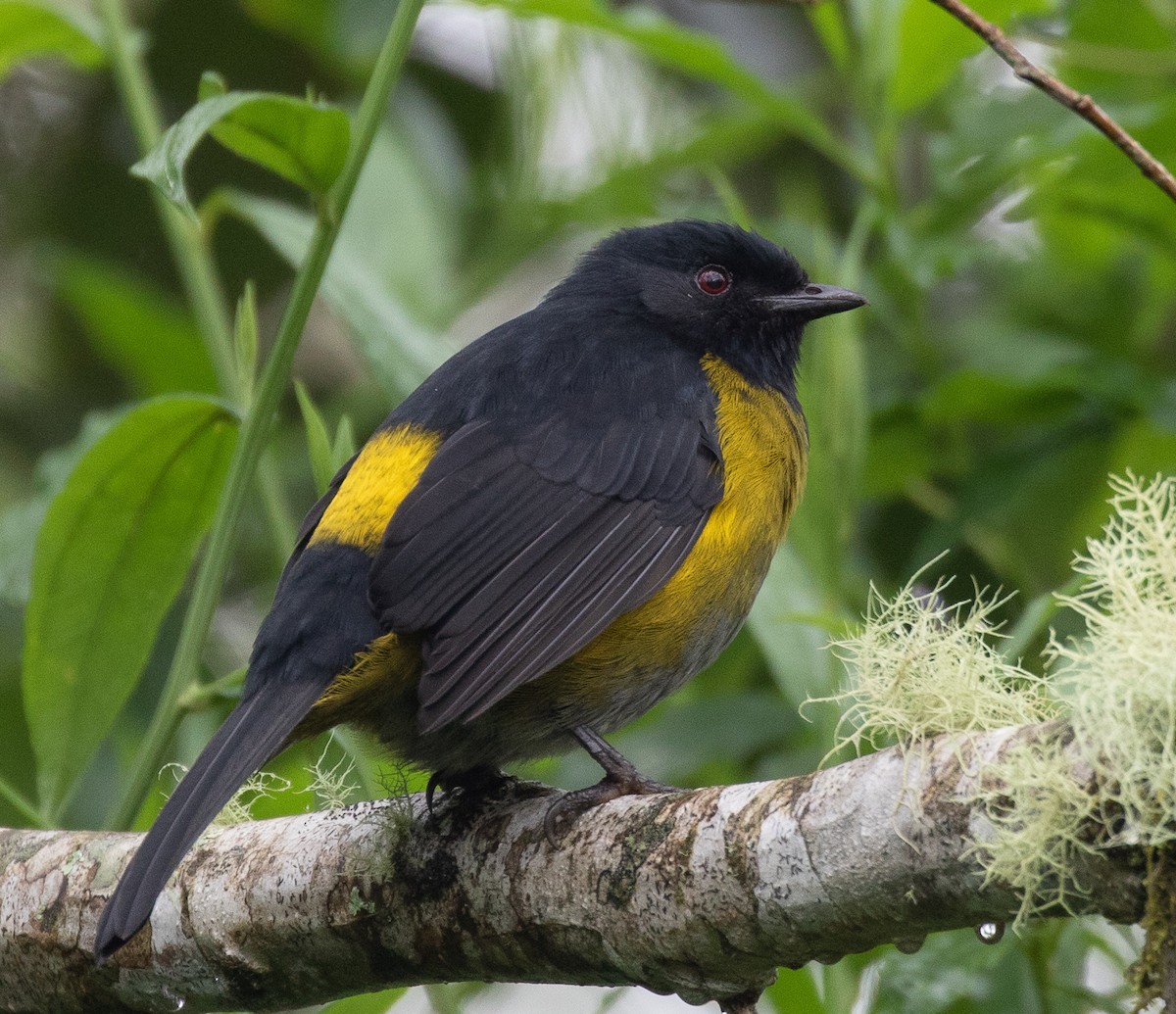 Black-and-yellow Silky-flycatcher - ML123617631