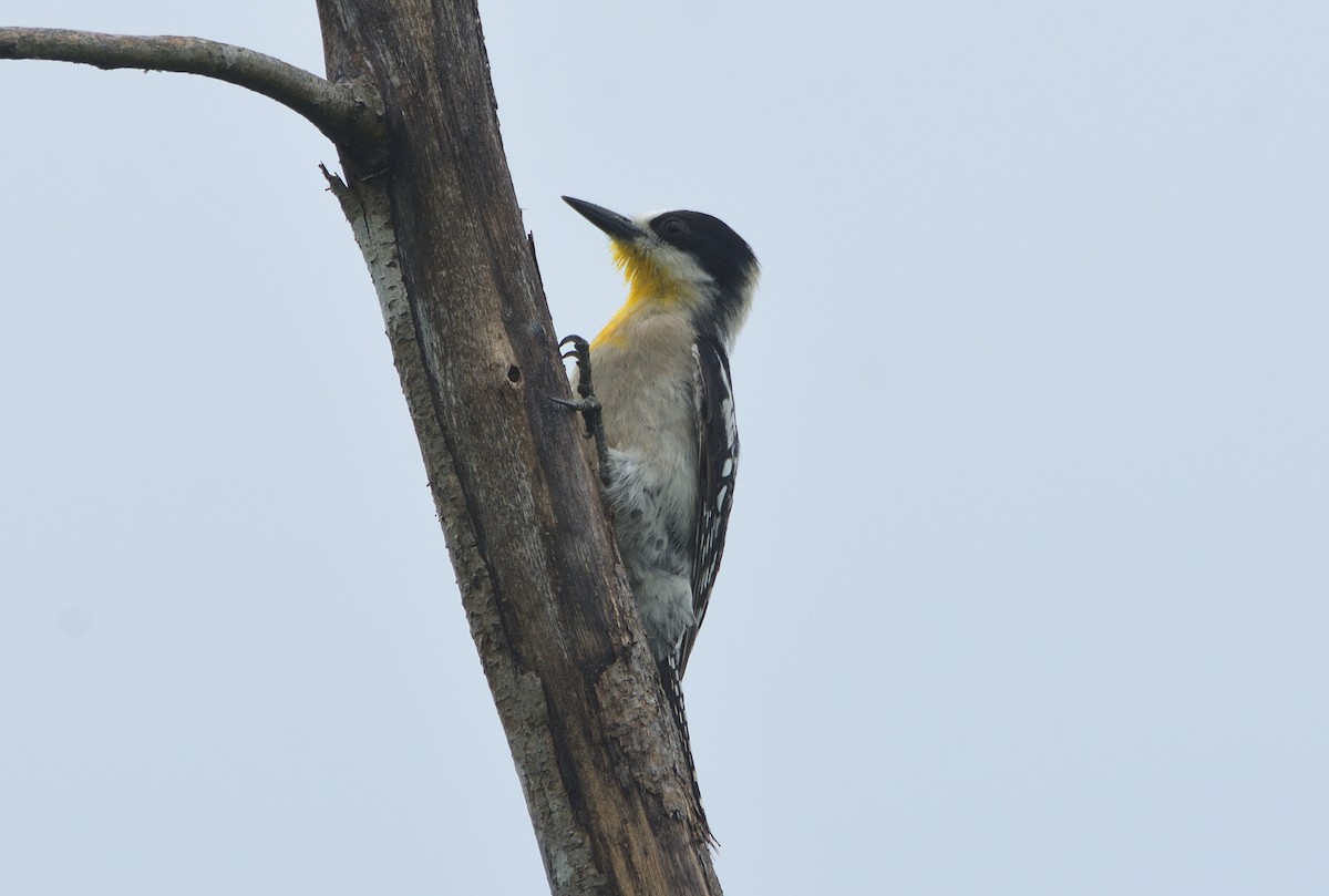 White-fronted Woodpecker - ML123621371